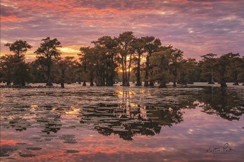 Sundown in the Swamps by Martin Podt art print