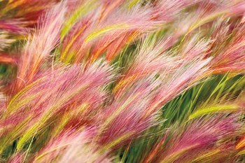 Foxtail Barley I by Alan Majchrowicz art print