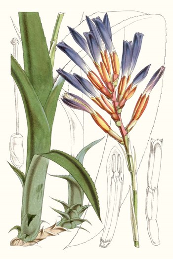 Tropical Plants I by Curtis art print