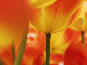 Macro Of Colorful Tulip 4, Netherlands by Terry Eggers / Danita Delimont art print