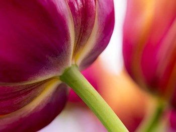 Tulip Close-Ups 2, Lisse, Netherlands by Terry Eggers / Danita Delimont art print