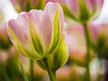 Tulip Close-Up With Selective Focus 2, Netherlands by Terry Eggers / Danita Delimont art print