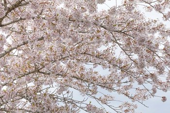 Cherry Tree Blossoms, Washington State by Jaynes Gallery / Danita Delimont art print