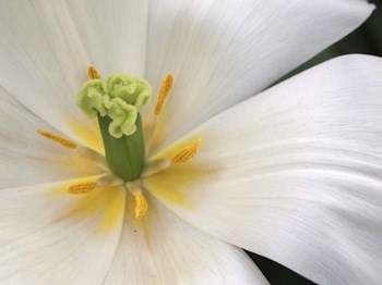 Close-Up White Tulip by Anna Miller / Danita Delimont art print