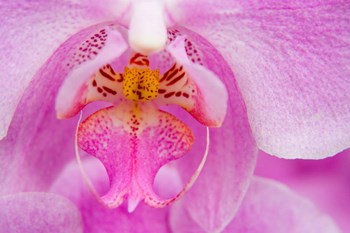 A Pink Orchid, San Francisco Conservatory Of Flowers by Julie Eggers / Danita Delimont art print