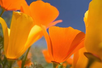 Poppies Spring Bloom 5. Lancaster, CA by Terry Eggers / Danita Delimont art print