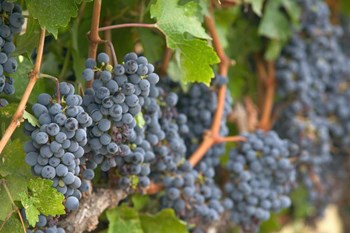 Vineyard Grapes, Calistoga, Napa Valley, Ca by Walter Bibikow / Danita Delimont art print