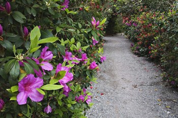Rhododendron Along Pathway, Magnolia Plantation, Charleston, South Carolina by Adam Jones / Danita Delimont art print