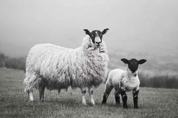 Islay Sheep I by Laura Marshall art print