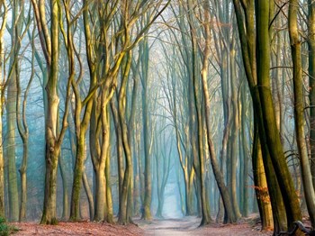 Light &amp; Trees by Lars Van De Goor art print