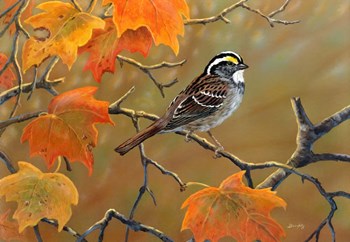 Whitethroated Sparrow by Terry Doughty art print