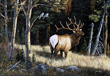 Elk by Terry Doughty art print