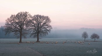 Sheep on a Cold Morning by Martin Podt art print