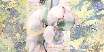 Kaleidoscope Orchid by Kelly Parr art print