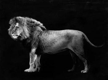 Panthera Leo by Julian Lauren art print