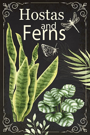 Hostas and Ferns by ND Art &amp; Design art print