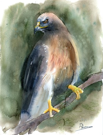 Hawk by Olga Shefranov art print