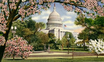 US Capitol by Yellow Caf&#233; art print