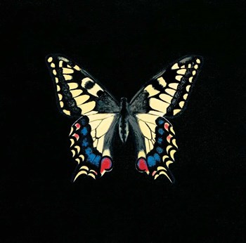 Butterfly on Black by Joanna Charlotte art print