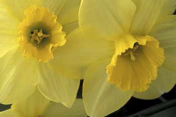 Cache Valley Daffodils, Utah by Scott T. Smith / Danita Delimont art print