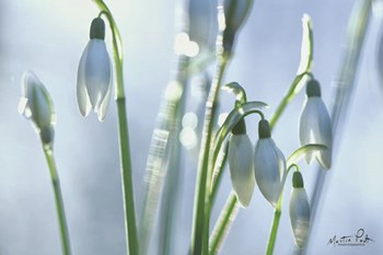 Couple of Snowdrops by Martin Podt art print