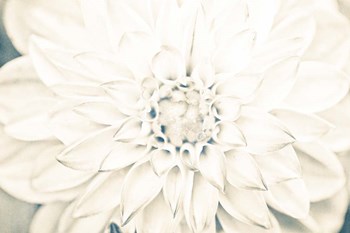 Bright White Bloom I by Susan Bryant art print