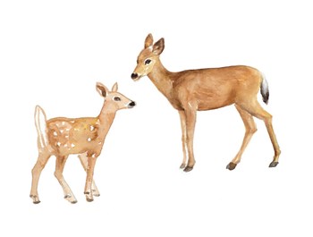 Two Young Deer by Lanie Loreth art print