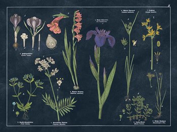 Botanical Floral Chart II Dark Blue by Wild Apple Portfolio art print