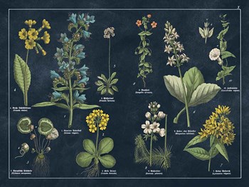 Botanical Floral Chart I Dark Blue by Wild Apple Portfolio art print