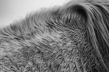 Horse Hair by Aledanda art print