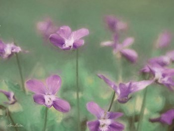 Wild Violets by Lori Deiter art print