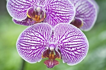 Orchid by Rob Tilley / Danita Delimont art print