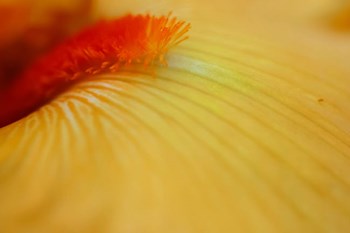 Peach Bearded Iris 2 by Anna Miller / Danita Delimont art print