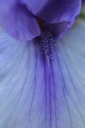 Lavender Bearded Iris by Anna Miller / Danita Delimont art print