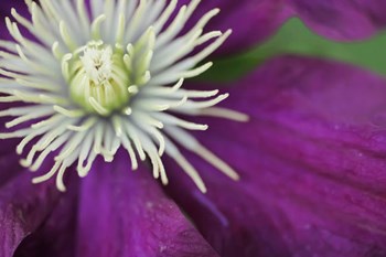 Purple Clematis Bloom by Anna Miller / Danita Delimont art print