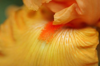 Bearded Iris Flower Close-Up 2 by Anna Miller / Danita Delimont art print