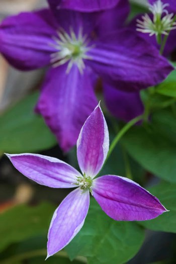 Purple Clematis Flowers 1 by Anna Miller / Danita Delimont art print