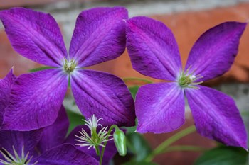 Purple Clematis Flowers 2 by Anna Miller / Danita Delimont art print