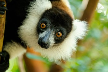 Madagascar, Lake Ampitabe, Headshot Of The Showy Black-And-White Ruffed Lemur by Ellen Goff / Danita Delimont art print