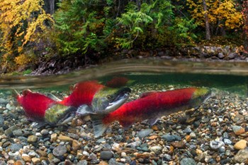 British Columbia, Adams River Sockeye Salmon Split Shot by Yuri Choufour / DanitaDelimont art print