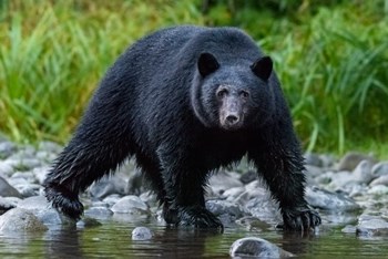 British Columbia Black Bear Searches For Fish At Rivers Edge by Yuri Choufour / DanitaDelimont art print