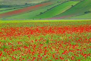 Europe, Italy, Castellucio Piano Grande Field Of Flowers by Jaynes Gallery / Danita Delimont art print