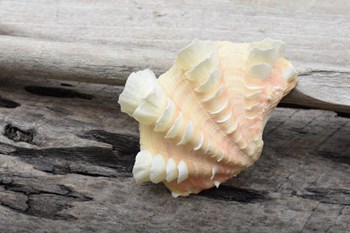 Ruffled Clam Shell - Tridacna Squamosa by Savanah Plank / DanitaDelimont art print