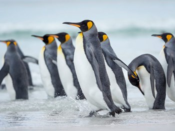 King Penguin On Falkland Islands 2 by Martin Zwick / Danita Delimont art print