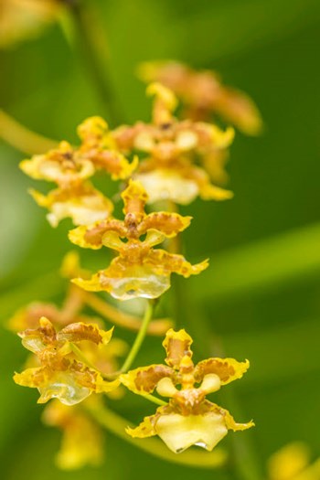 Costa Rica, Sarapique River Valley Orchid Blossoms by Jaynes Gallery / Danita Delimont art print