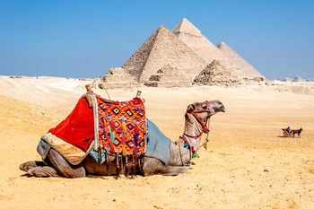 Camel Resting by the Pyramids, Giza, Egypt by Richard Silver art print