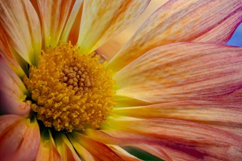 Colorado, Fort Collins, Daisy Flower Close-Up 2 by Jaynes Gallery / Danita Delimont art print