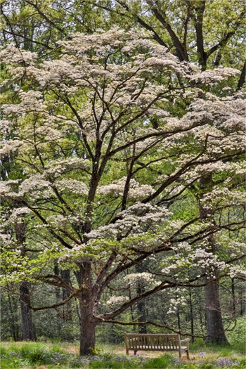 Bench Under Blooming White Dogwood Amongst The Hardwood Tree, Hockessin, Delaware by Darrell Gulin / Danita Delimont art print