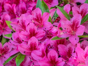Hot Pink Azaleas In A Garden by Julie Eggers / Danita Delimont art print