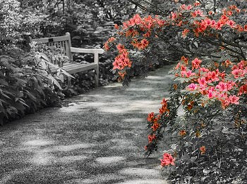 Delaware, Walkway In A Garden With Azaleas And A Park Bench by Julie Eggers / Danita Delimont art print